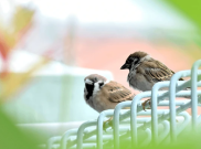 Burung Gereja Tidak untuk Dipelihara, Ini 5 Alasannya