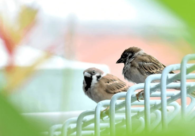 Burung Gereja Tidak untuk Dipelihara, Ini 5 Alasannya