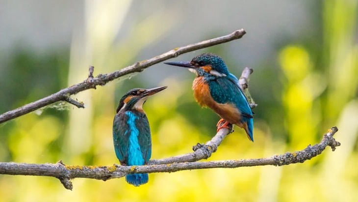 burung