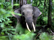 Rem Blong Akibatkan Dua Ekor Gajah Luka-luka
