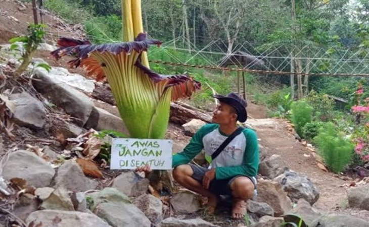 Bunga bangkai raksasa yang tumbuh di kebun warga Agam