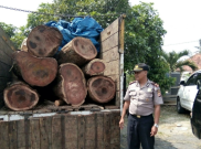 Kayu Sonokeling di Taman Nasional Gunung Ciremai Dicuri