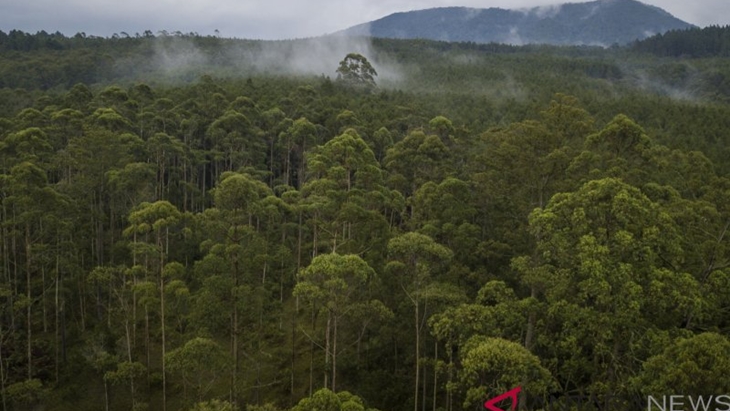 1,7 Juta Hektare Perkebunan Berada di Kawasan Hutan Lindung