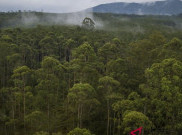 1,7 Juta Hektare Perkebunan Berada di Kawasan Hutan Lindung