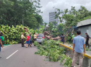 Pohon Tumbang di Senayan, Transjakarta tak Layani Rute Masjid Agung - ASEAN Arah Kota