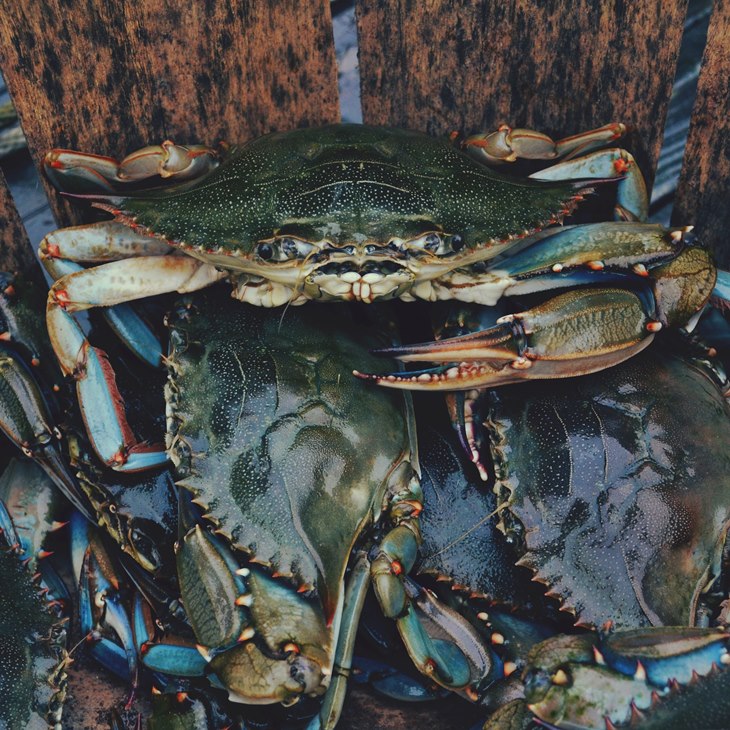 kepiting