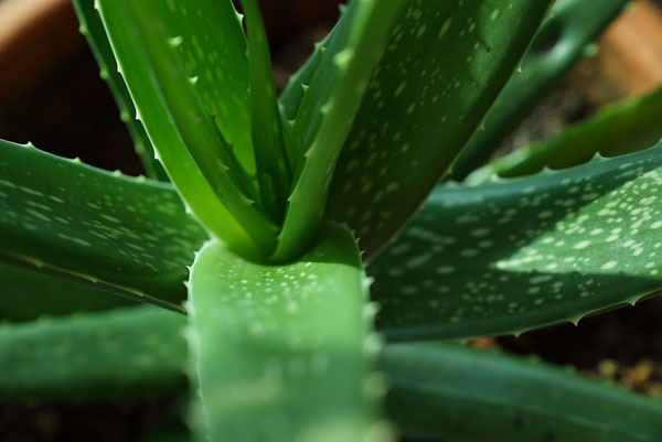 aloe vera