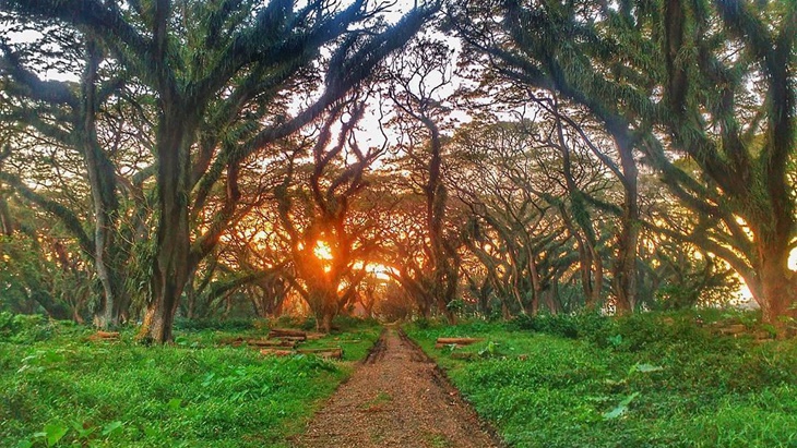 Hutan di Film Lord of The Rings Ternyata Ada di Banyuwangi