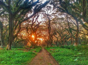 Hutan di Film Lord of The Rings Ternyata Ada di Banyuwangi
