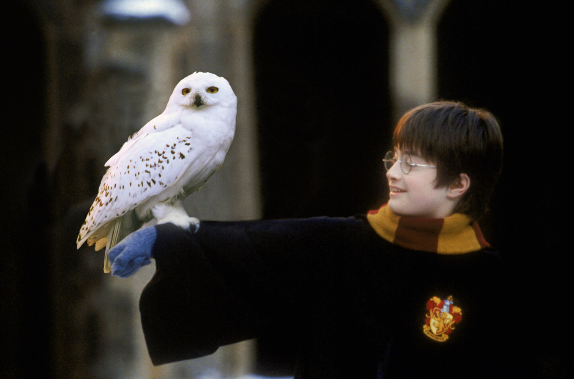 Burung hantu aktif di malam hari. (Foto Harry Potter Fandom)