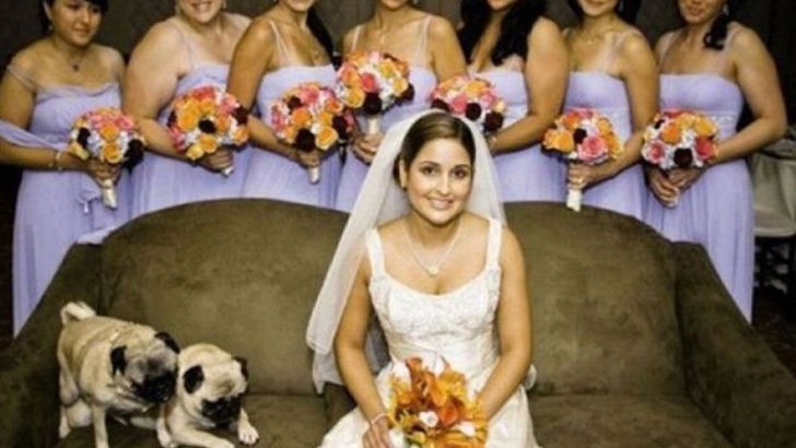 Kedua anjing pug sedang santai kawin ketika ada photoshoot. (Foto Gloriousa) .jpg