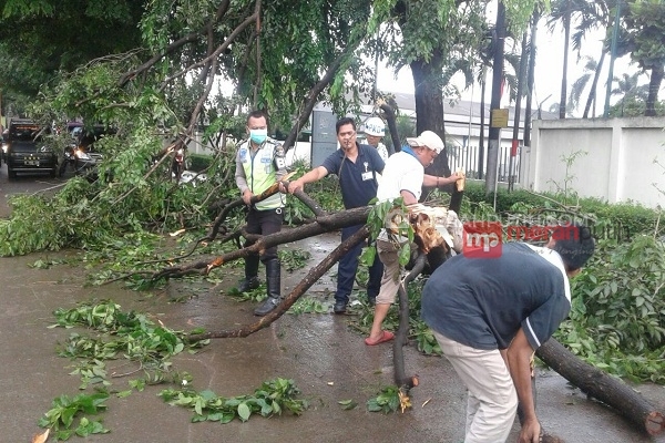 Badai Angin Menerjang Lombok, Puluhan Pohon Tumbang