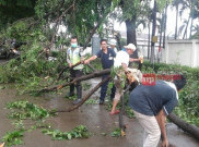 Badai Angin Menerjang Lombok, Puluhan Pohon Tumbang