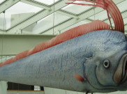 Mengenal Oarfish, Jenis Ikan yang Paling Ditakuti di Jepang
