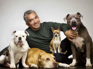 4 Makanan Manusia yang Aman Dikonsumsi Anjing 