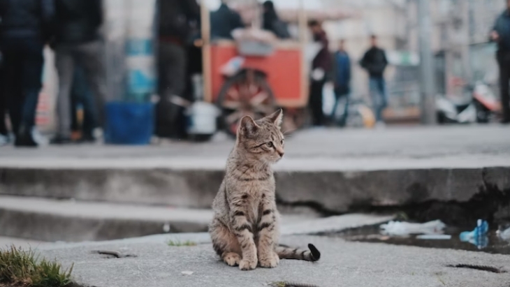 Kucing Liar di Kota Padat Penduduk Berisiko Memiliki Parasit