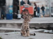 Kucing Liar di Kota Padat Penduduk Berisiko Memiliki Parasit