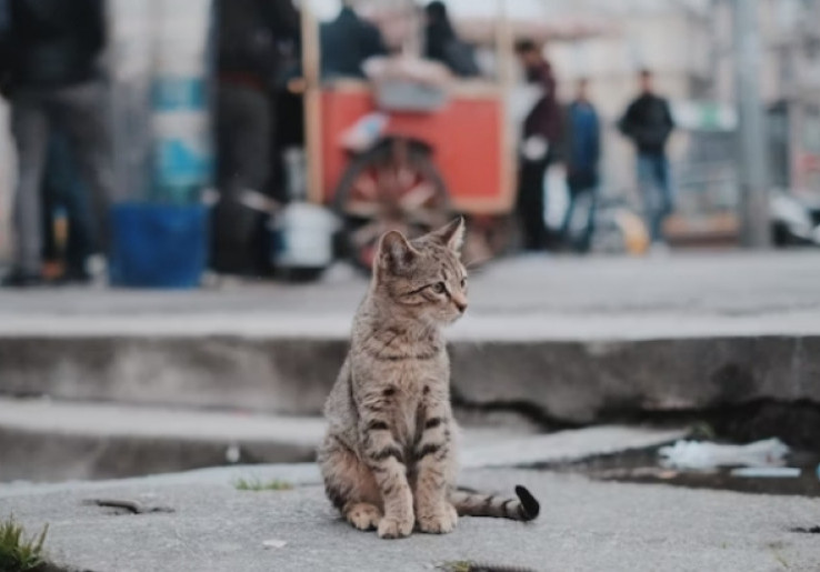 Jakarta Diperkirakan Punya 300 Ribu Kucing Liar, Pemprov Perluas Program Sterilisasi