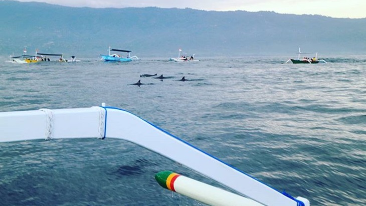 Penampakan lumba-lumba di Pantai Lovina. (Instagram/@silvidharma)