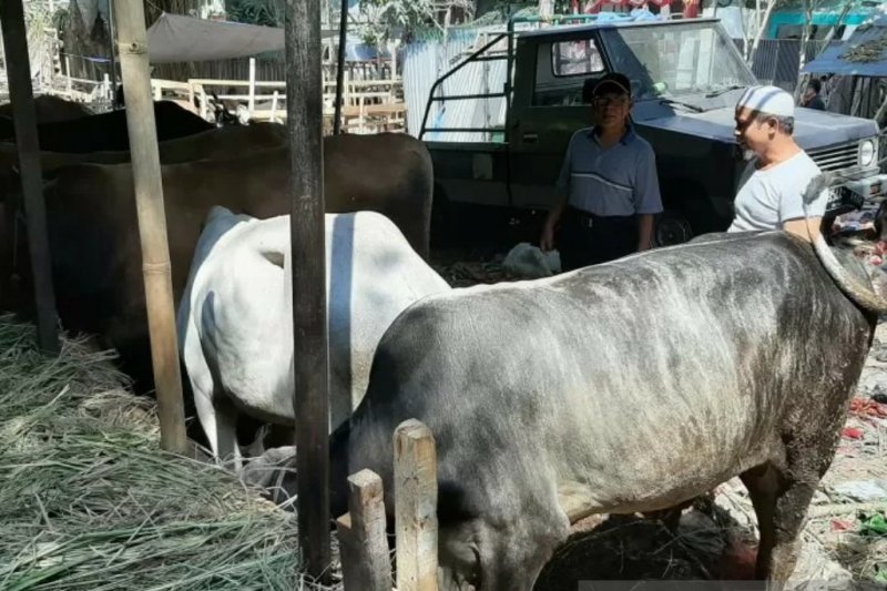 Pedagang sapi untuk hewan kurban menjelang Hari Raya Idul Adha (ANTARA)