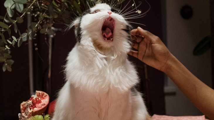 kucing