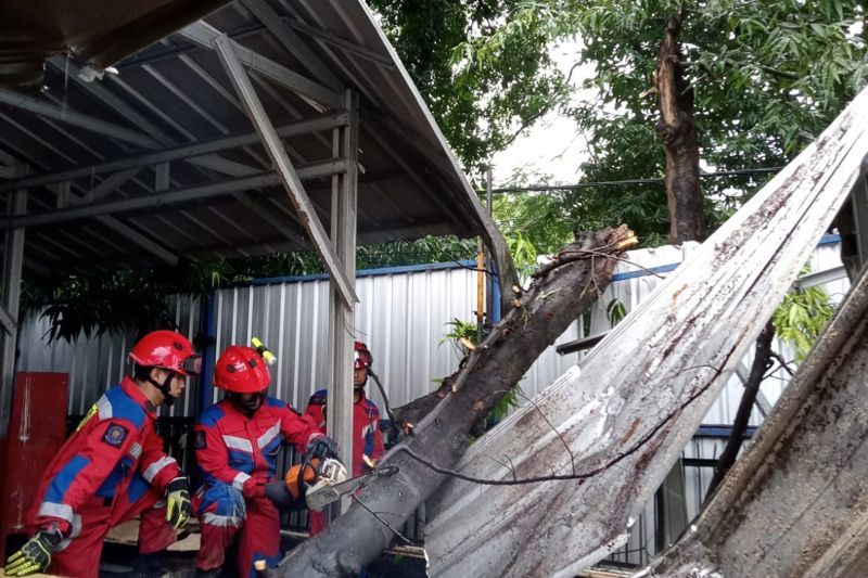 Sebuah Kantin di Tomang Rusak Tertimpa Pohon Tumbang
