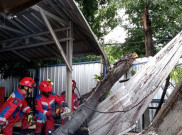 Sebuah Kantin di Tomang Rusak Tertimpa Pohon Tumbang