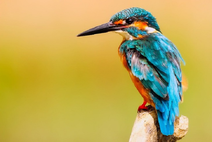 burung dengar musik