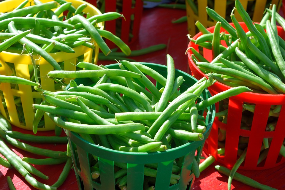 Buncis bisa ditanam di dalam pot (Sumber: Pixabay/paulbr75)