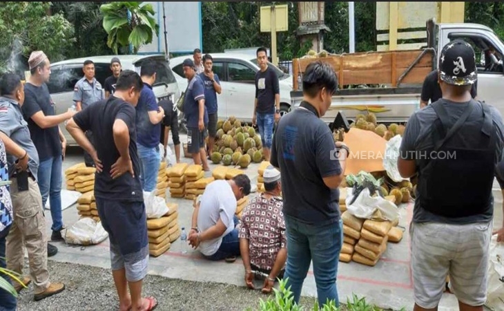  Ratusan Kilogram Ganja Ditemukan di Mandailing Natal