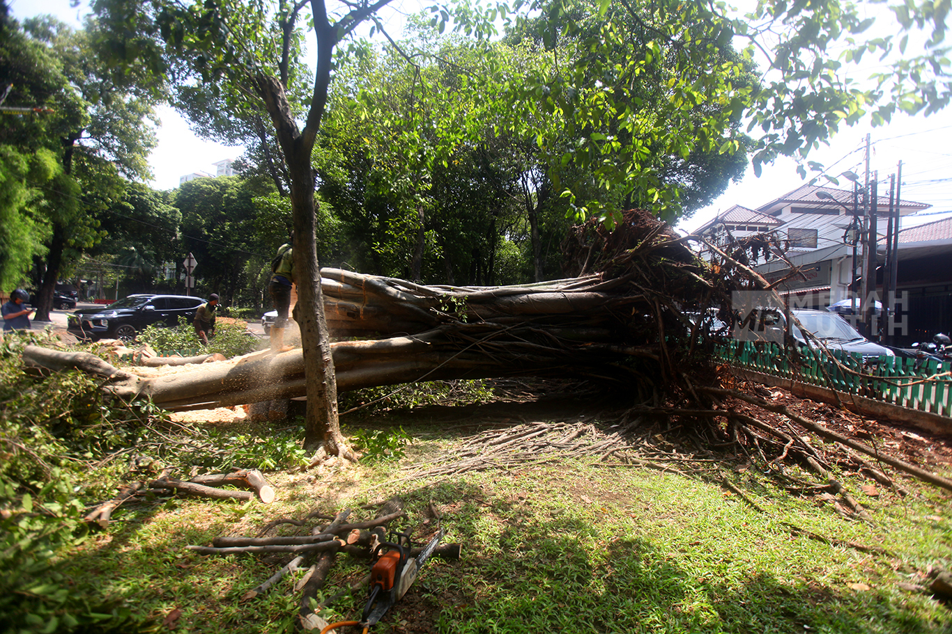 Petugas dari Suku Dinas Pertamanan dan Kehutanan saat melakukan penebangan pohon Beringin Raksasa yang tumbang pasca hujan deras kemarin sore di Jalan Darmawangsa Raya, Kebayoran Baru, Jakarta Selatan, Jum'at (31/10/2025).