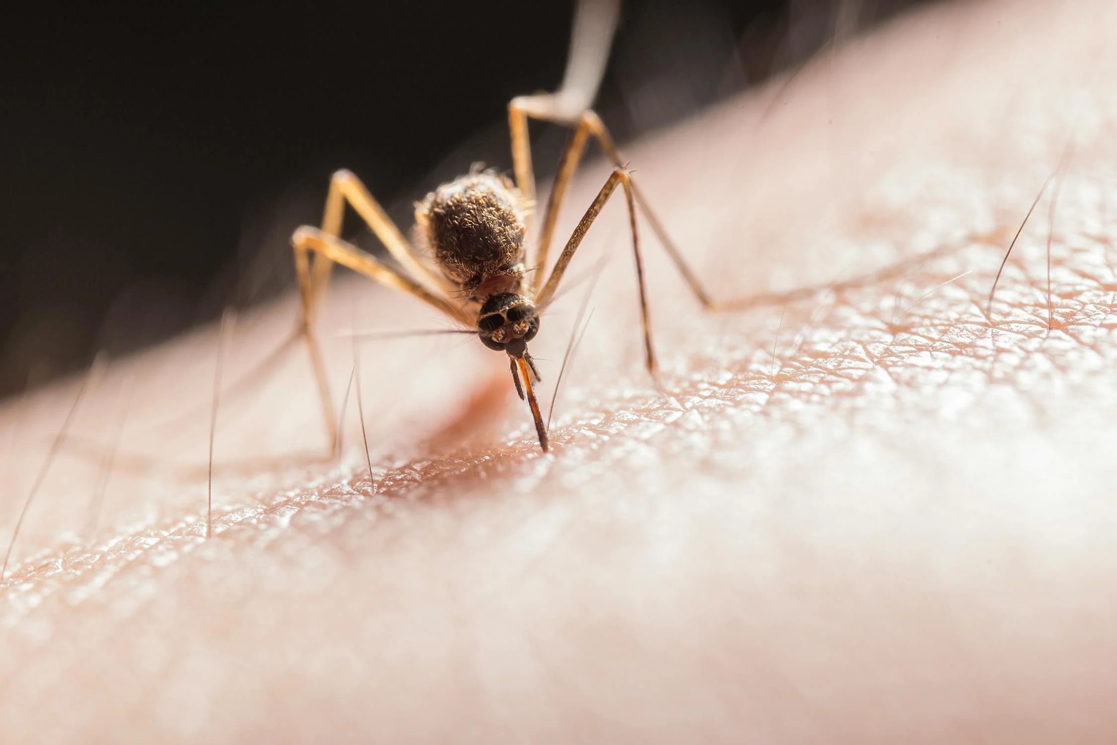 Tidak Semua Nyamuk Aedes Aegypti Menyebabkan Sakit DBD