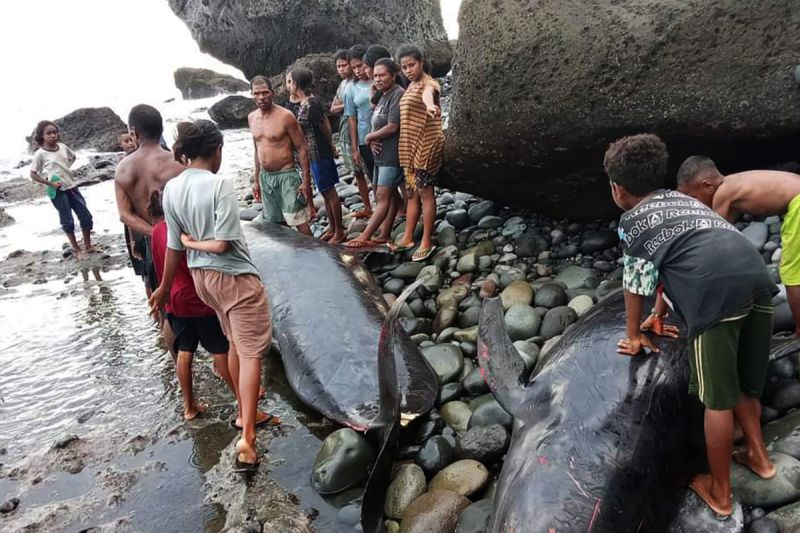 Bantah 50 Paus Mati di Pesisir Alor, Cuma Ada Belasan Ekor 
