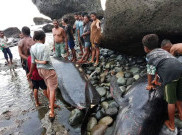 Bantah 50 Paus Mati di Pesisir Alor, Cuma Ada Belasan Ekor