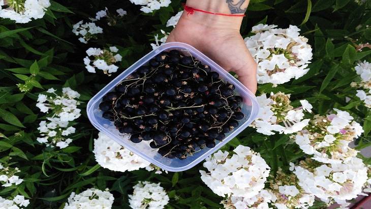 Manfaat Teh Blackcurrant bagi Kesehatan