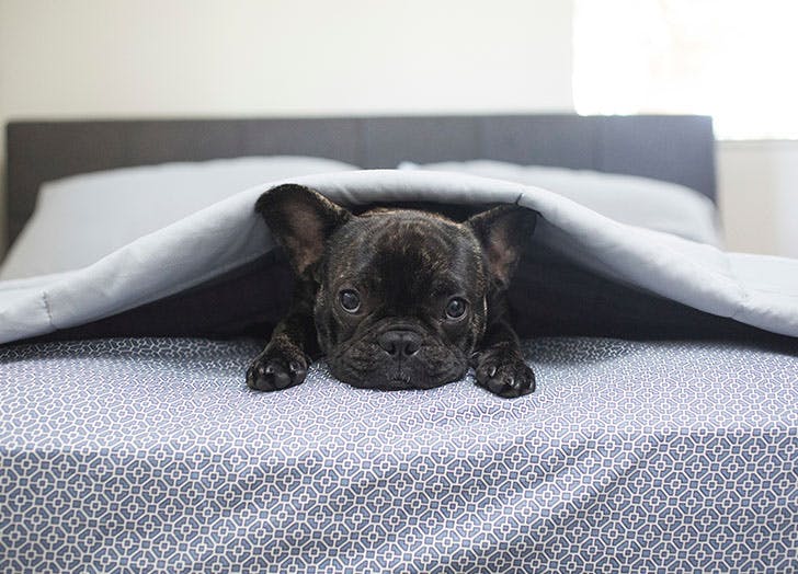 French bulldog. (Foto Pure Wow)