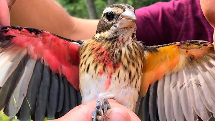Peneliti Temukan Spesimen Burung Langka, Setengah Jantan Setengah Betina