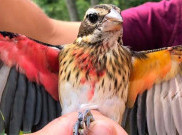 Peneliti Temukan Spesimen Burung Langka, Setengah Jantan Setengah Betina