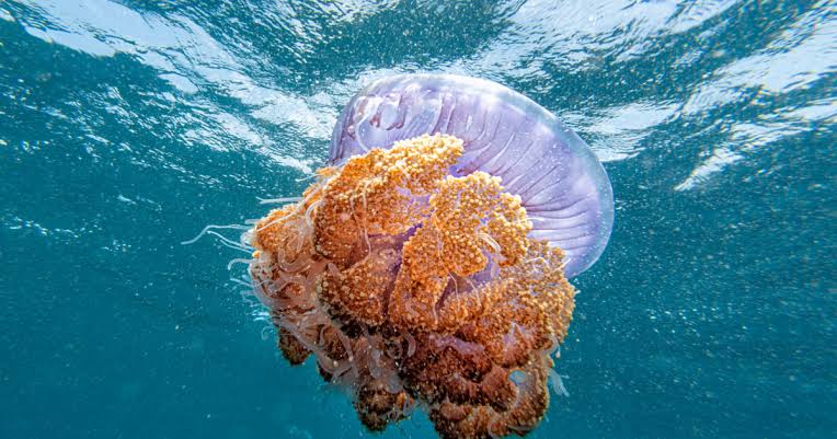 Mengerikan, Lihat Nih Kehidupan di Bawah Laut Dalam