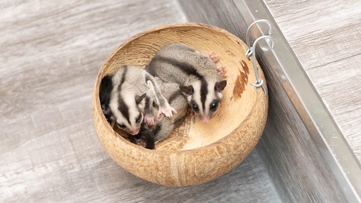menjinakkan sugar glider