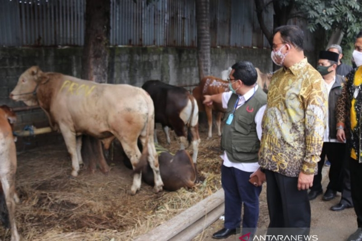 Gubernur DKI Jakarta Anies Baswedan menyerahkan sapi kepada lembaga amil dan kemanusiaan di kantor PD Dharma Jaya, Penggilingan, Cakung, Jakarta Timur, pada Kamis (30/7/2020). (ANTARA/HO-Humas Pemprov DKI).