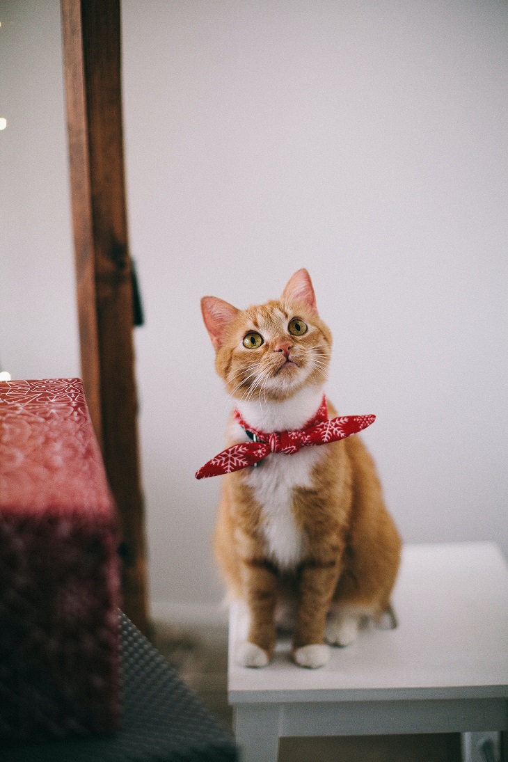 kucing mencakar furnitur