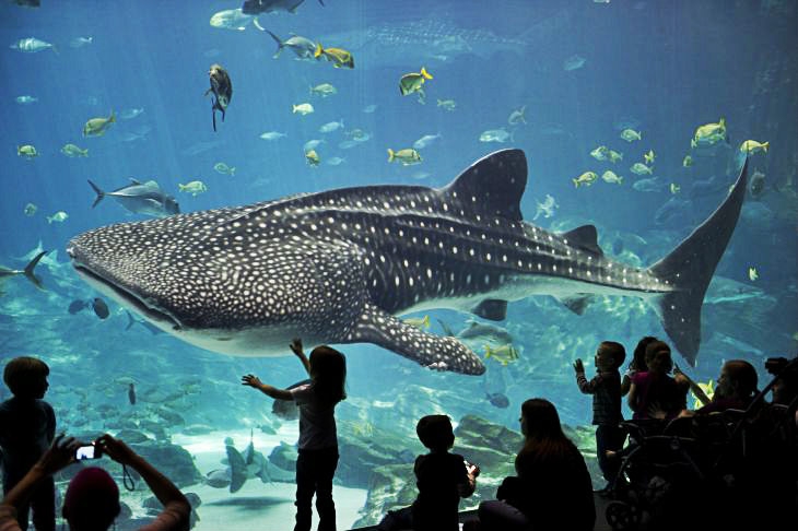 moscow oceanarium