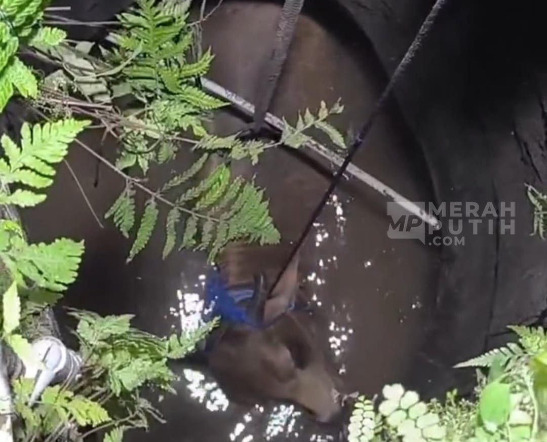 Viral Sapi Kurban Ngamuk Terjun ke Sumur di Klaten, Duit Puluhan Juta Melayang