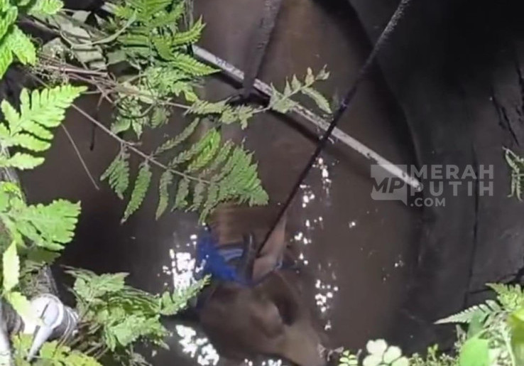 Viral Sapi Kurban Ngamuk Terjun ke Sumur di Klaten, Duit Puluhan Juta Melayang