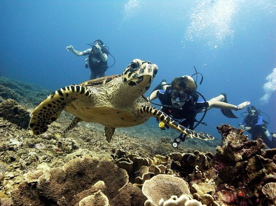 Diving