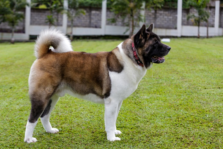 Jual store akita inu