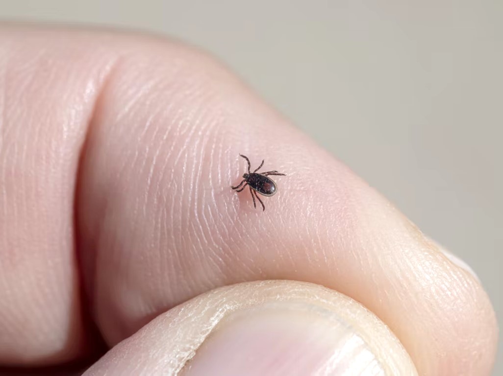 Tes Baru untuk Deteksi Penyakit Lyme Lebih Cepat