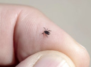 Tes Baru untuk Deteksi Penyakit Lyme Lebih Cepat