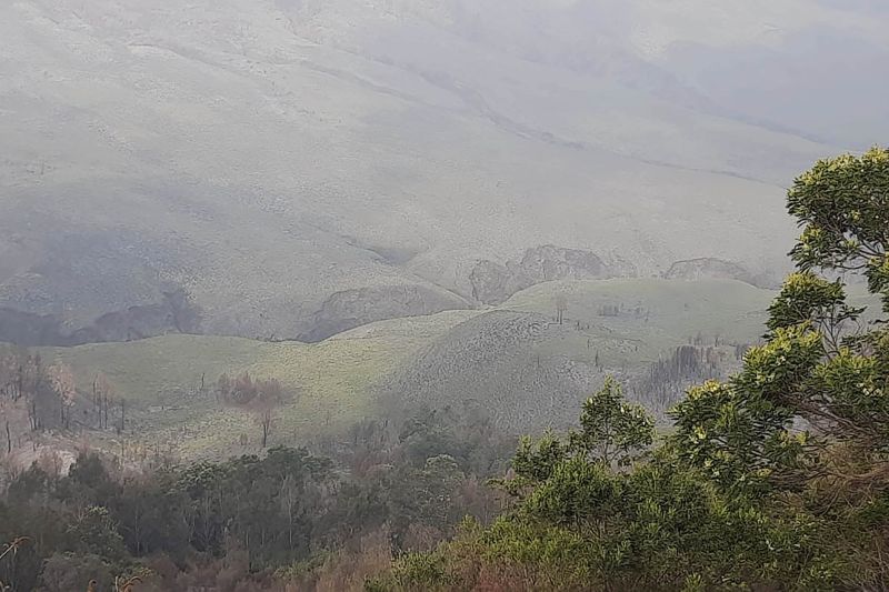 Padang Rumput di Kawasan Gunung Bromo Mulai Menghijau
